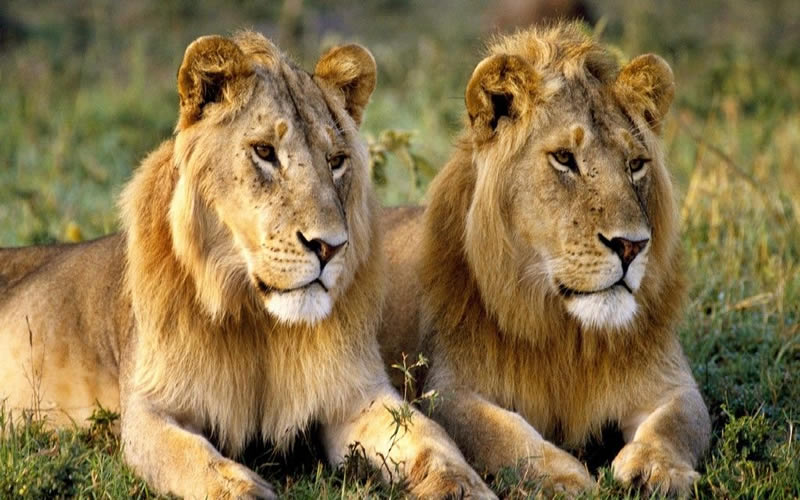 Tsavo, Kenya