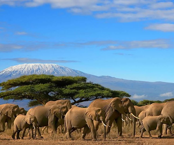 Amboseli National Reserve, Kenya