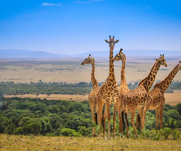 Maasai Mara National Park, Kenya