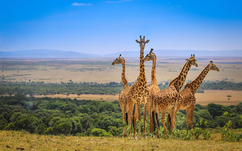 Maasai Mara, Kenya