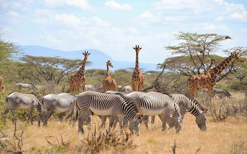 Samburu, Kenya